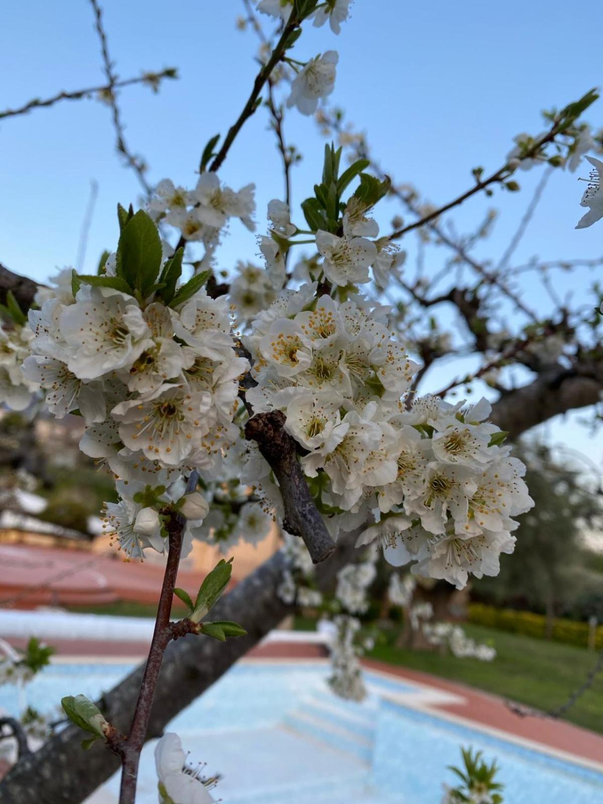 B&B La Rosa Salerno Eksteriør bilde